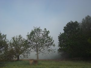 Alberi a Camponello