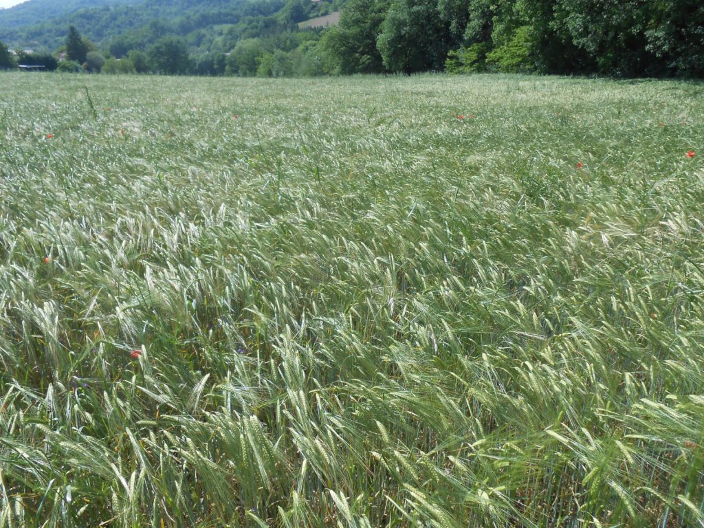 Camponello di Fiastra: Porzione di appezzamento agricolo coltivato ad orzo