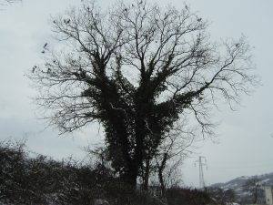 Quercia secolare a Camponello