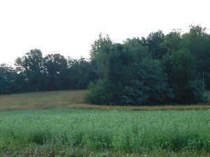 Visuale di Camponello in direzione di San Lorenzo in Colpolina (2005)