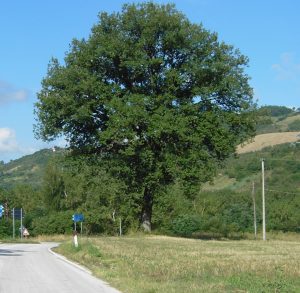 Quercia