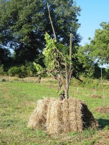 Balle di paglia rettangolari a Camponello