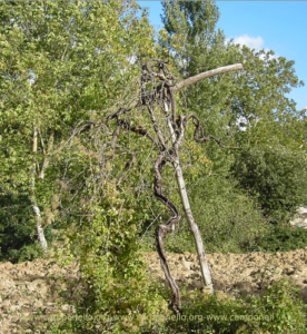 Camponello di Fiastra (Macerata) Residui del paesaggio agrario tradizionale AltoMaceratese.