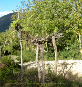 Camponello di Fiastra (Macerata) Residui del paesaggio agrario tradizionale AltoMaceratese. 