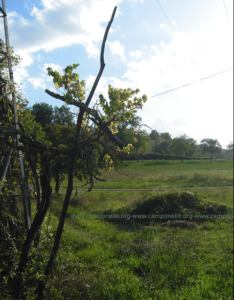 Camponello di Fiastra (Macerata): Residui del paesaggio agrario tradizionale AltoMaceratese.