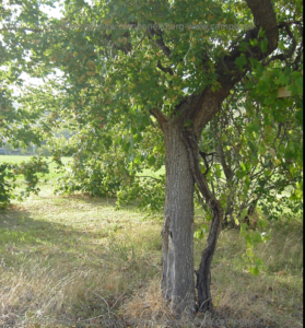 Camponello di Fiastra (Macerata): Residui del paesaggio agrario tradizionale AltoMaceratese.