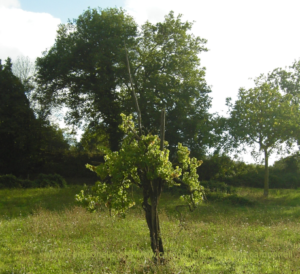 Camponello di Fiastra (Macerata): Residui del paesaggio agrario tradizionale AltoMaceratese.