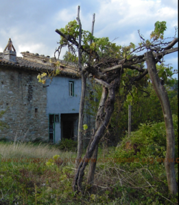 Camponello di Fiastra (Macerata): Residui del paesaggio agrario tradizionale AltoMaceratese.