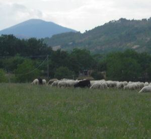 Pecore al pascolo al margine dell'ansa fluviale, allora esistente tra Polverina e Camponello (foto del luglio 2007)